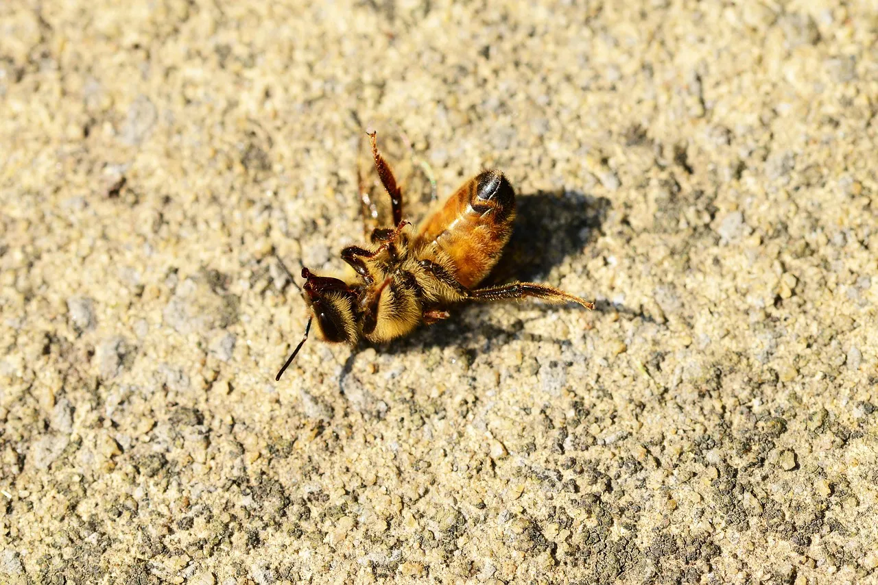 Bees Are Losing the Fight, and the Numbers Are Stark (Image Credits: Pixabay)