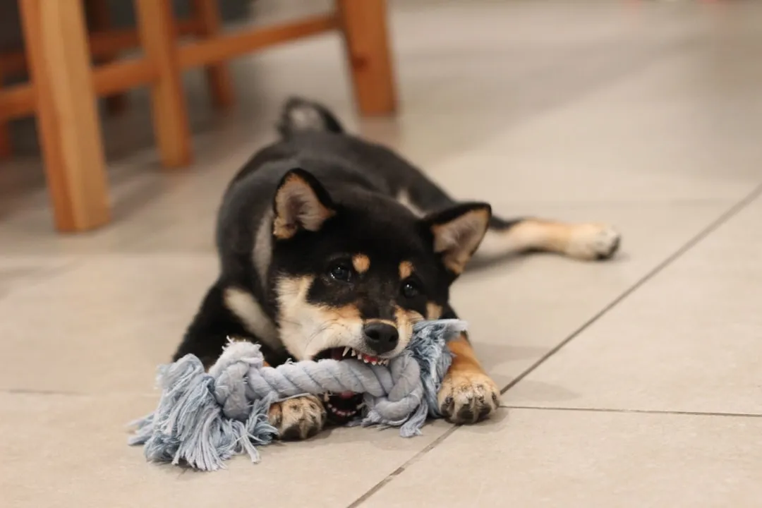 5. Rope Toy Fibers: A Slow-Burn Blockage Risk (Image Credits: Unsplash)