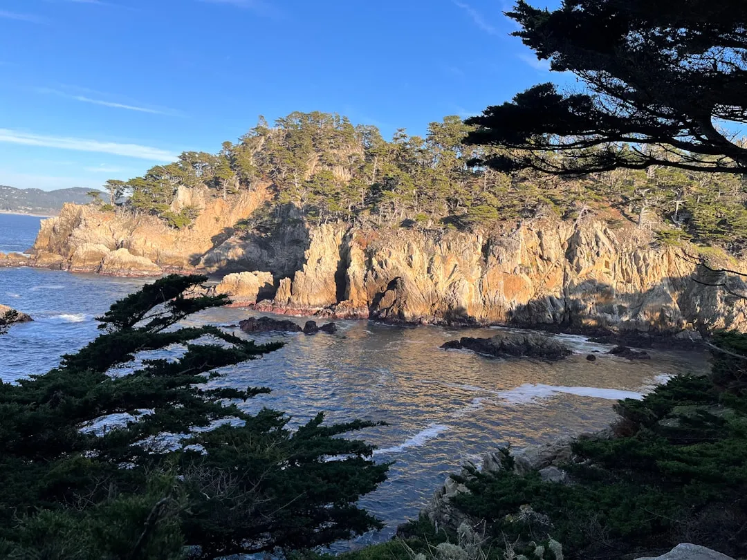 Monterey Pine (Pinus radiata): Speed and Shelter in One Package (Image Credits: Unsplash)