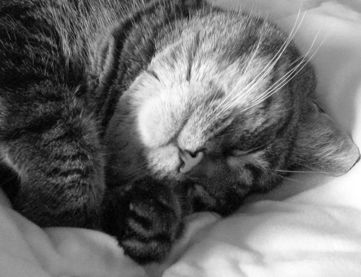 It's a Normal Sign of a Healthy, Comfortable Cat (By Editor at Large, CC BY 2.5)