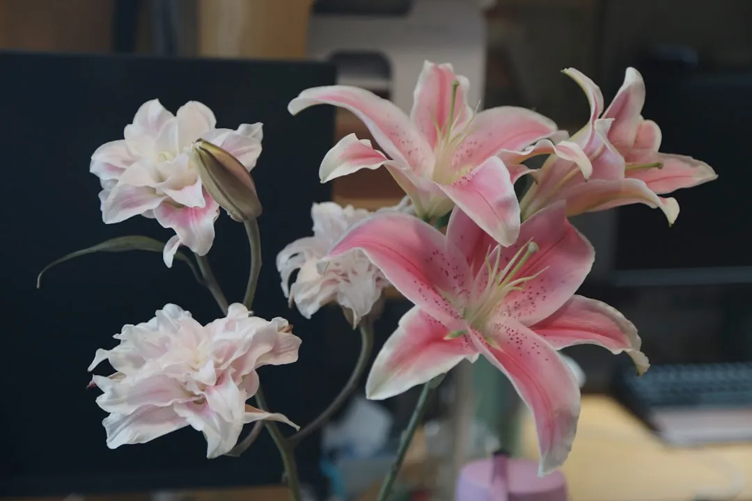 Lilies: Catastrophic for Cats (Image Credits: Unsplash)