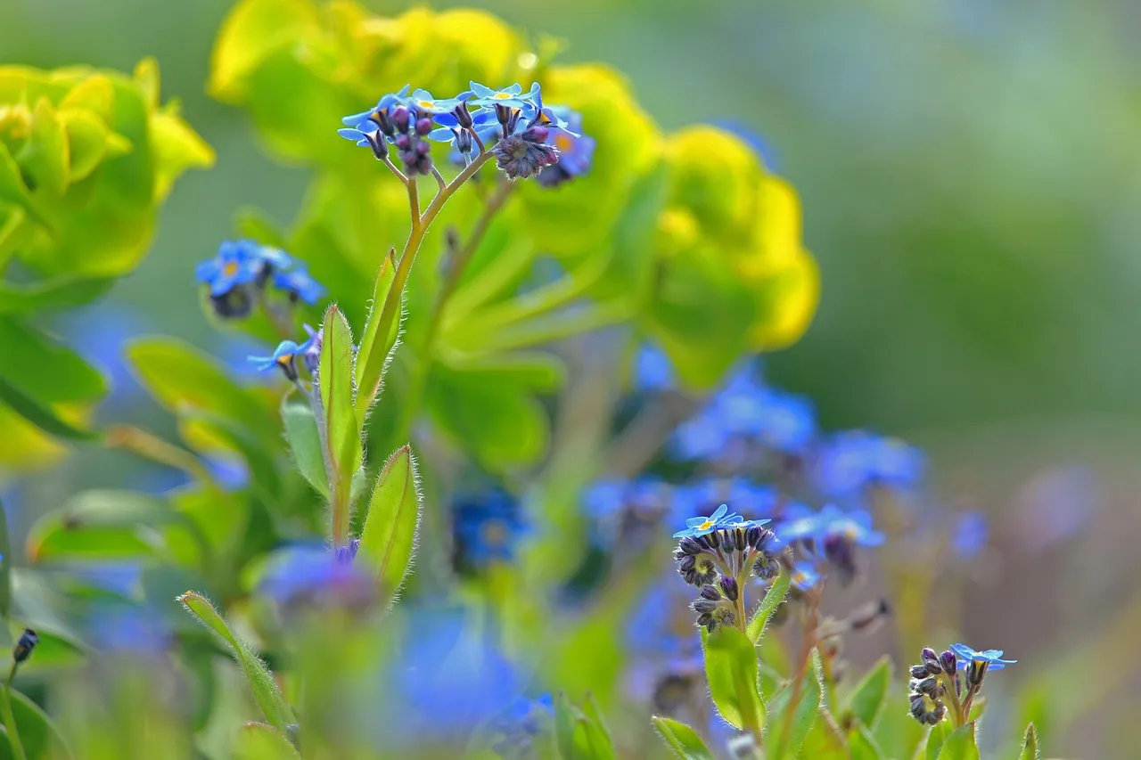 Include Milkweed and Violets for Specialist Moth Species (Image Credits: Pixabay)