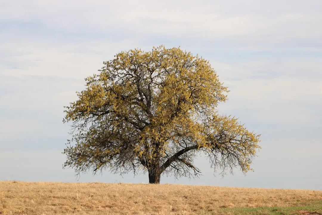 Why The Heat Makes Shade Trees Worth Rethinking (Image Credits: Unsplash)
