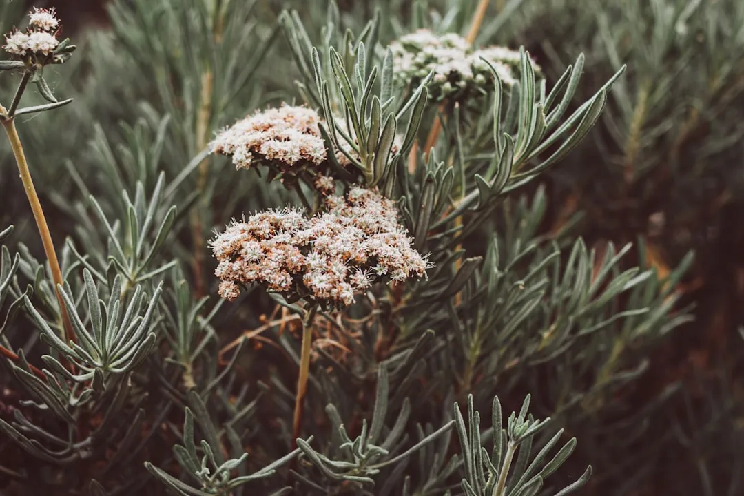 5. California Buckwheat (Eriogonum fasciculatum): The Pollinator Magnet (Image Credits: Unsplash)