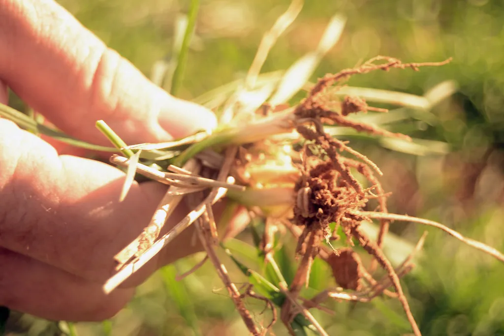 Compacted Soil: When Ground Can't Breathe (usdanrcstexas, Flickr, CC BY 2.0)