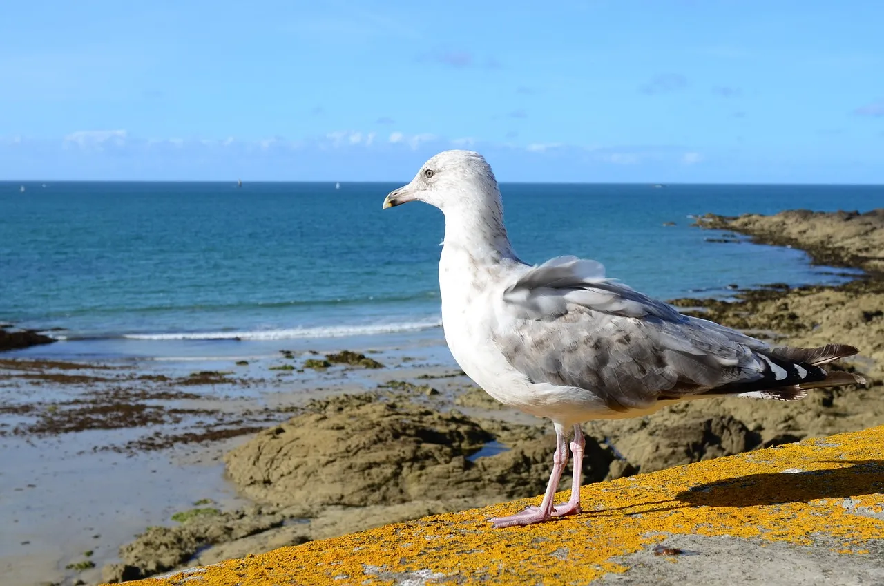 The Bigger Picture: Loyalty as a Survival Strategy (Image Credits: Pixabay)
