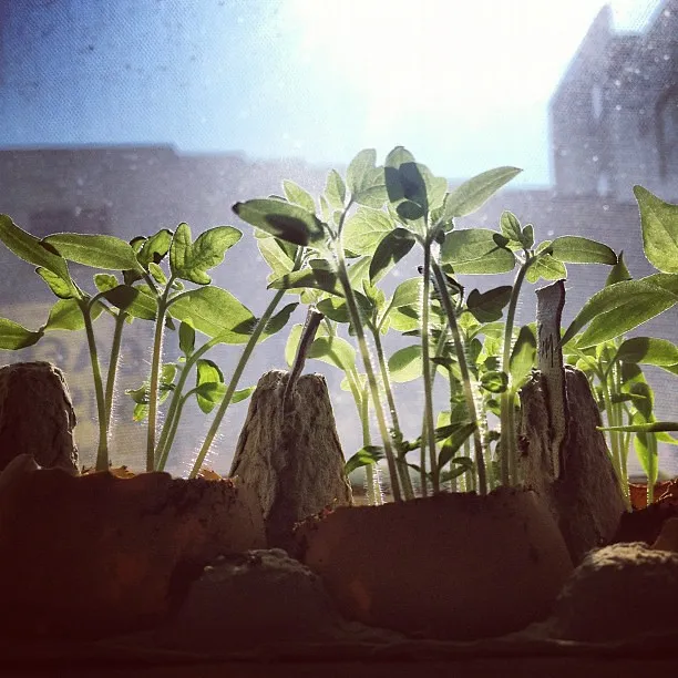 Which Seeds Work Best in Egg Cartons (dustin larimer, Flickr, CC BY-SA 2.0)