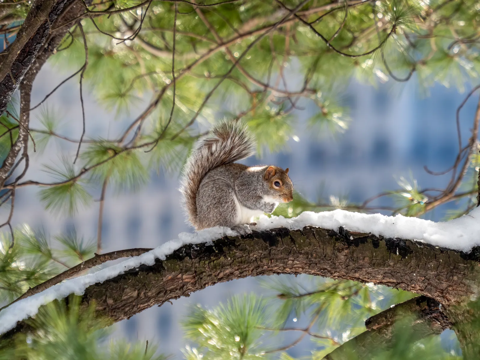 Urban Squirrels Have Recalibrated Their Threat Thresholds (By Rhododendrites, CC BY-SA 4.0)