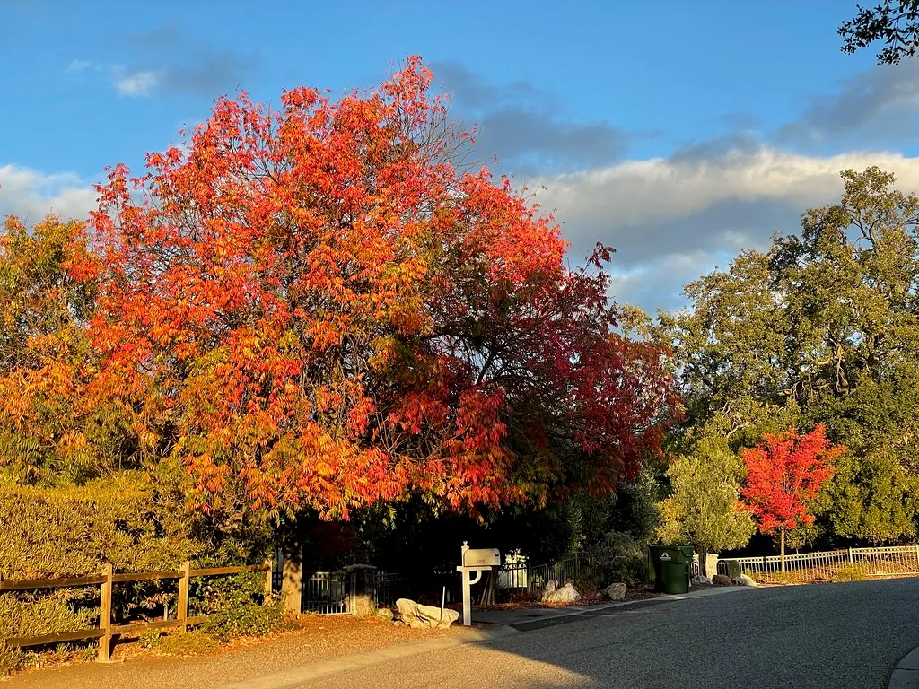 3. Chinese Pistache (Pistacia chinensis): Rare Fall Color That Earns Its Keep (bsterling, Flickr, CC BY-SA 2.0)