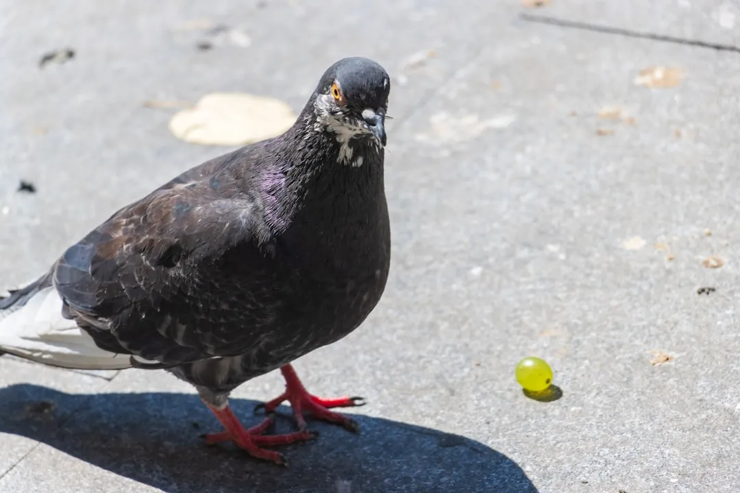 Why Bird Droppings Make Such a Good Disguise (Image Credits: Unsplash)