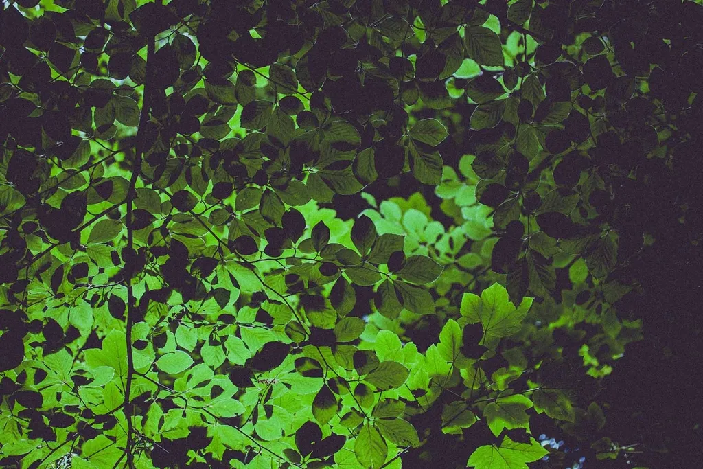 Why Leafy Herbs and Shade Are a Natural Match (Image Credits: Rawpixel)