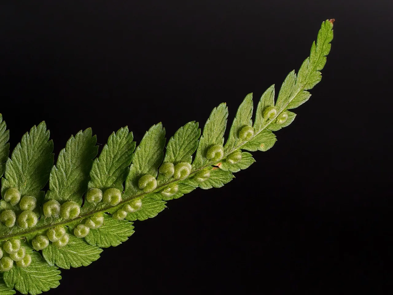 The Boston Fern Lover: Romantic, Emotionally Grounded, Drawn to Softness (Image Credits: Pixabay)