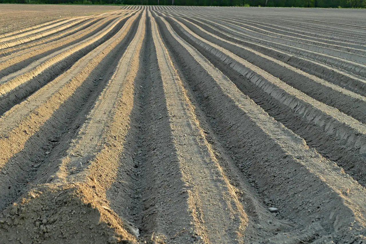 Soil Preparation Is the Real Fix (Image Credits: Pixabay)
