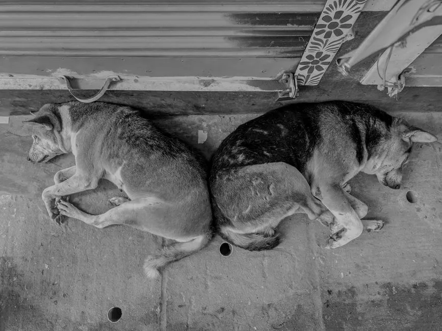 Back-to-Back Sleeping: A Bond Made Visible (Image Credits: Pexels)