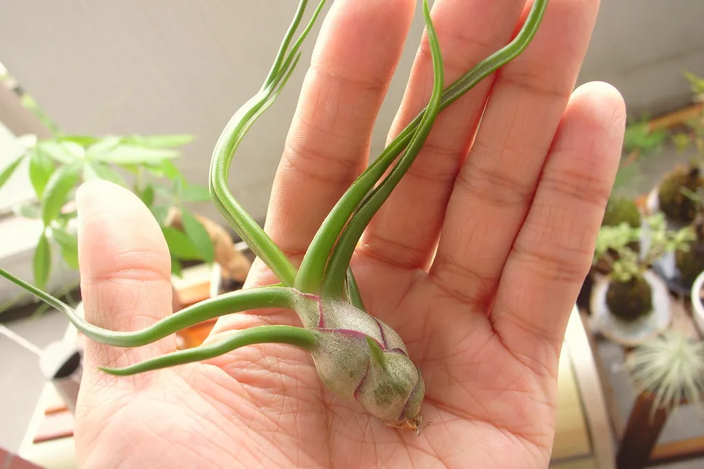 Tillandsia Bulbosa: The Tropical Wanderer (yoppy, Flickr, CC BY 2.0)