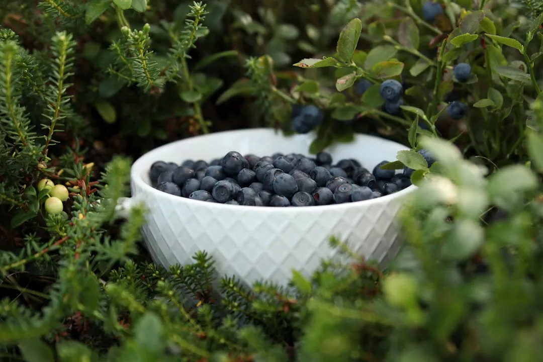Blueberries: Beautiful, Productive, and Surprisingly Easy (Image Credits: Unsplash)