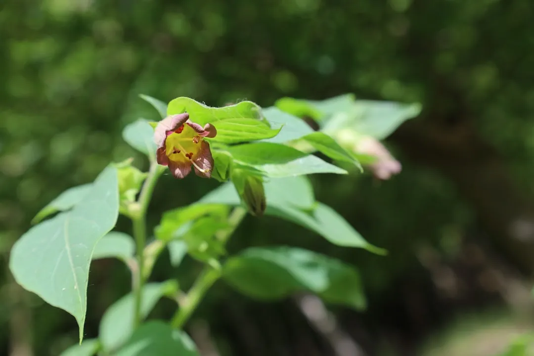 Deadly Nightshade: Sweet, Black, and Seriously Dangerous (Image Credits: Unsplash)