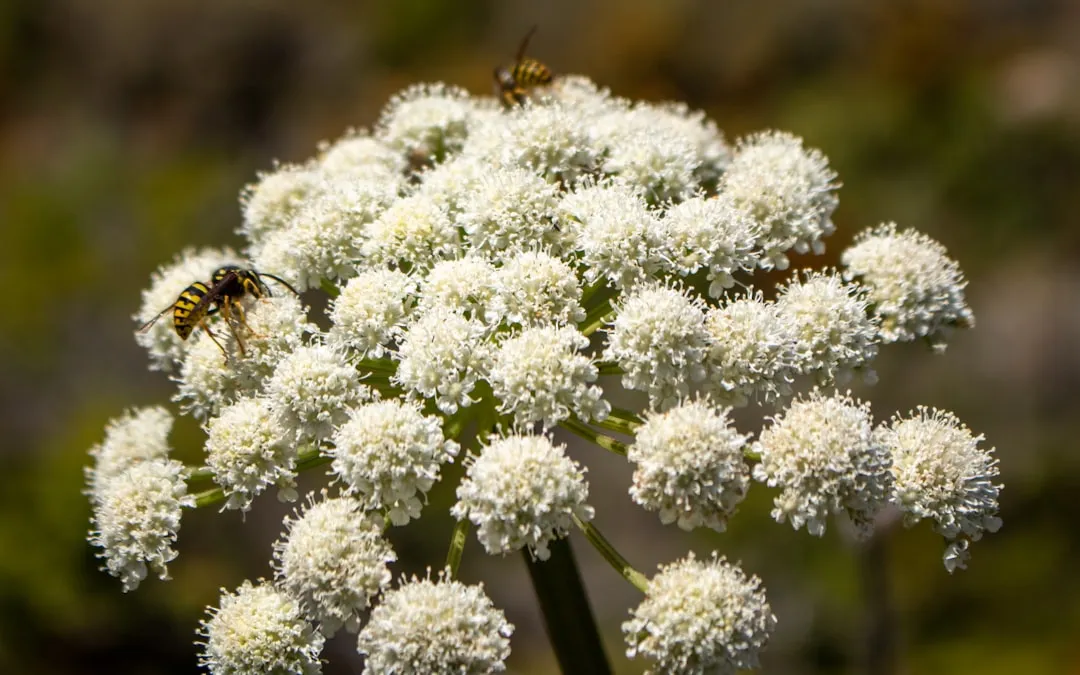 Why Native Shrubs Outperform Exotic Ornamentals (Image Credits: Unsplash)