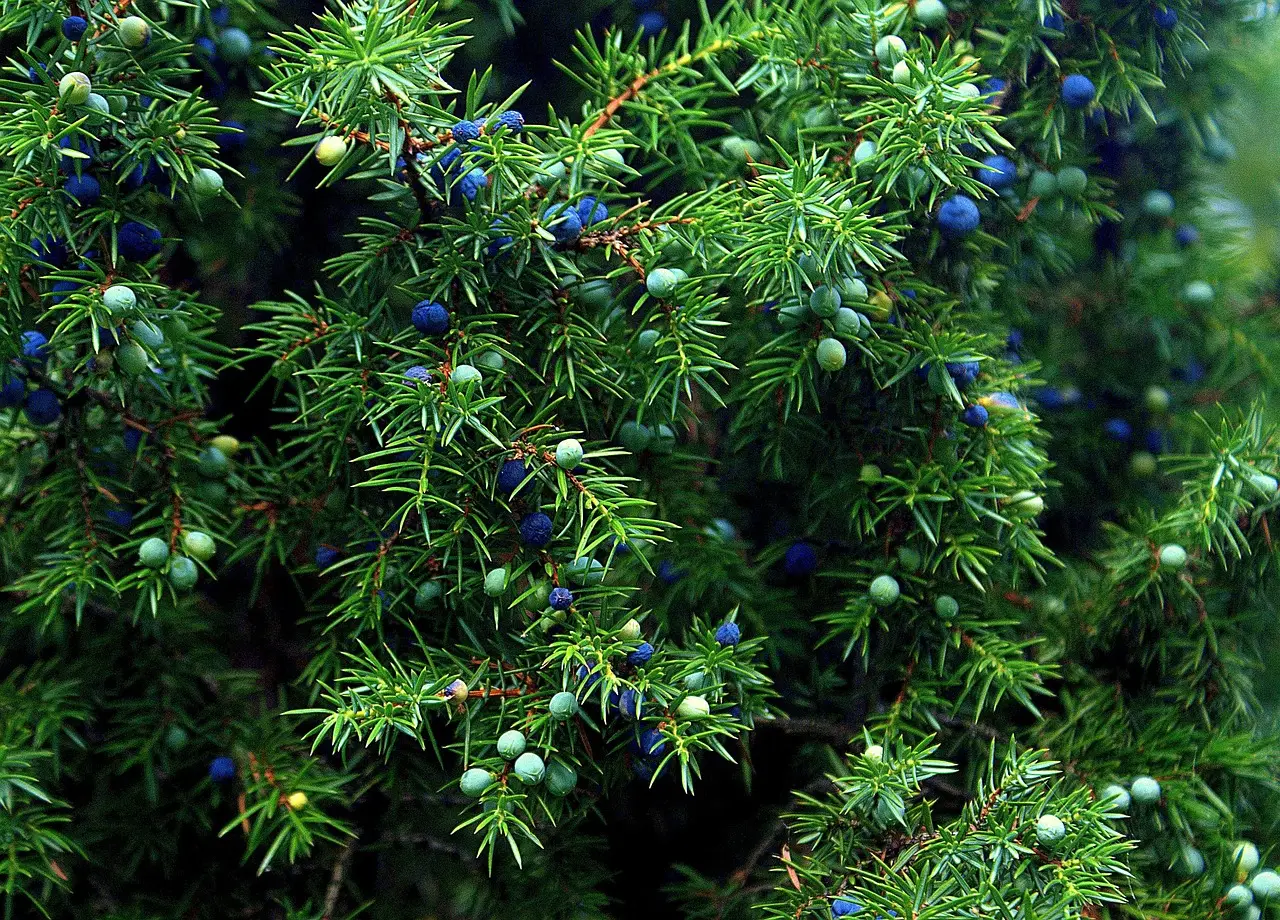 Wichita Blue Juniper (Juniperus scopulorum): Low-Fuss, High-Impact (Image Credits: Pixabay)