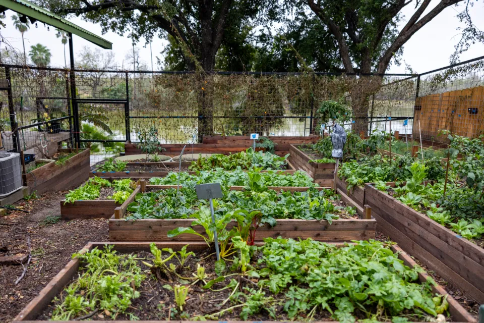 Grow in Containers for Maximum Flexibility (Image Credits: Stocksnap)