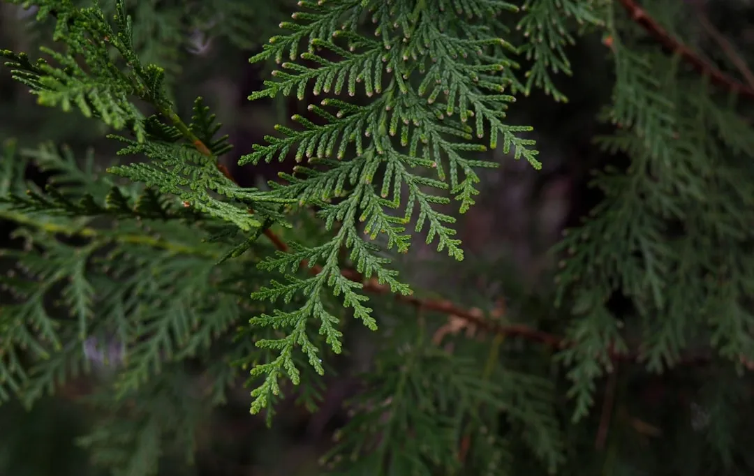 1. Leyland Cypress - The Fastest Screen You Can Plant (Image Credits: Unsplash)