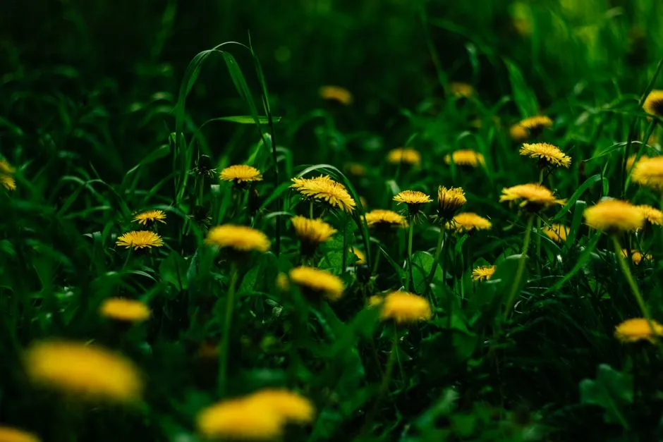 The "No Mow May" Debate and What It Actually Means (Image Credits: Pexels)