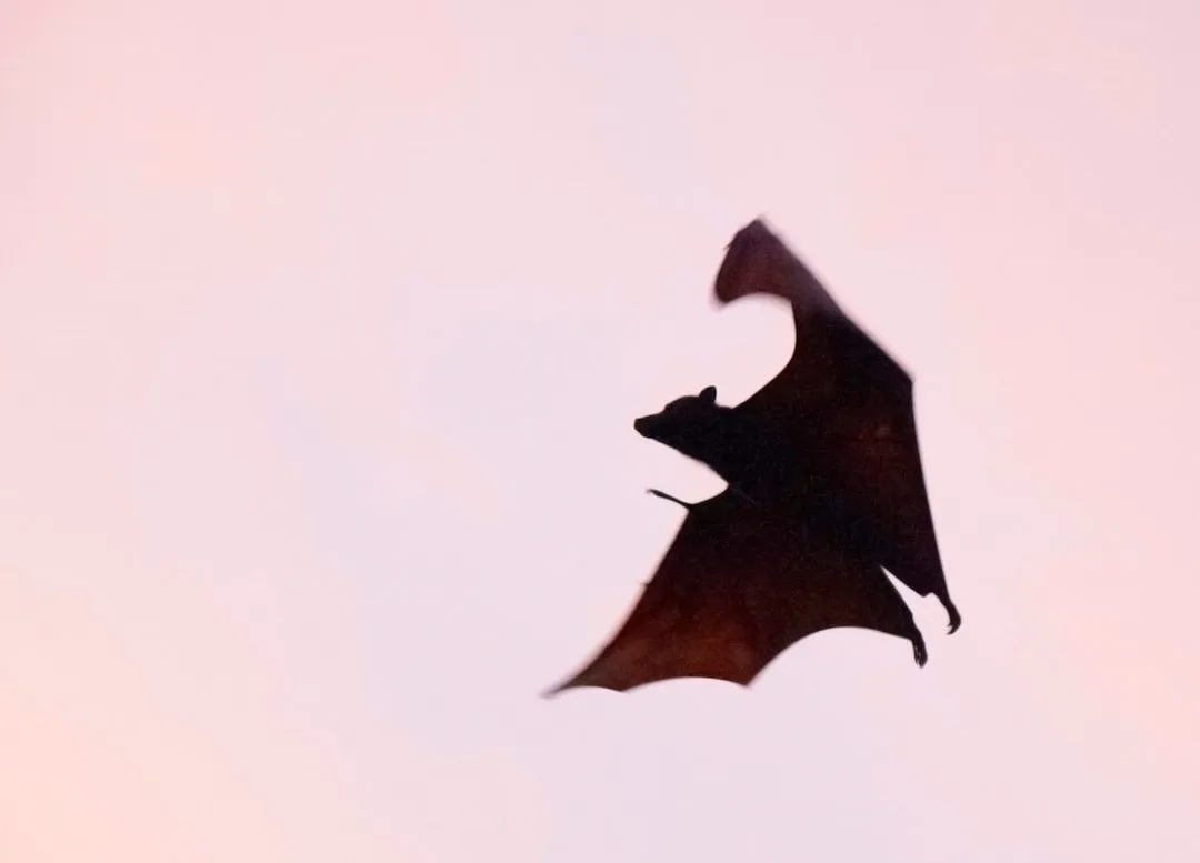 What Legal Protections Mean for Bat Removal (Image Credits: Unsplash)