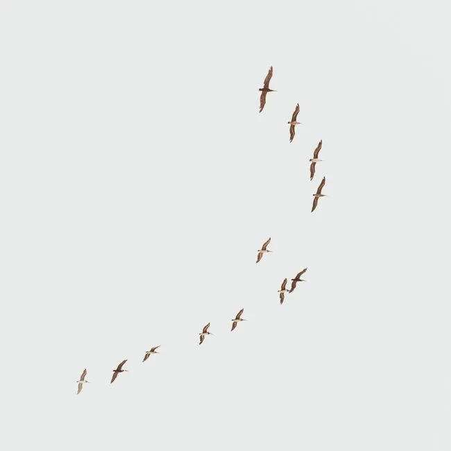When Habitat Changes and the Route No Longer Works (Image Credits: Pexels)