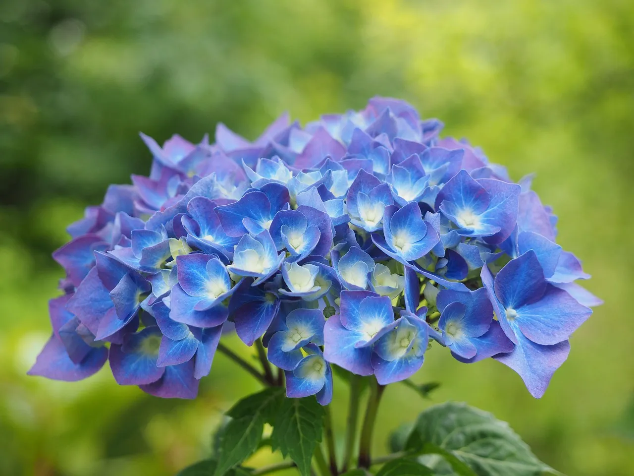 The Molecular Glue: How Blue Actually Forms (Image Credits: Pixabay)