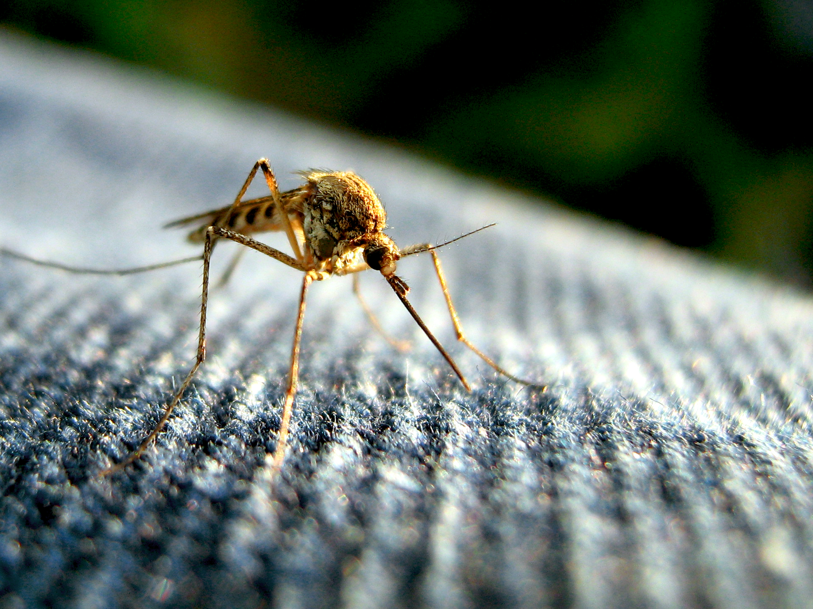 Why Some People Never Get Mosquito Bites and Others Always Do