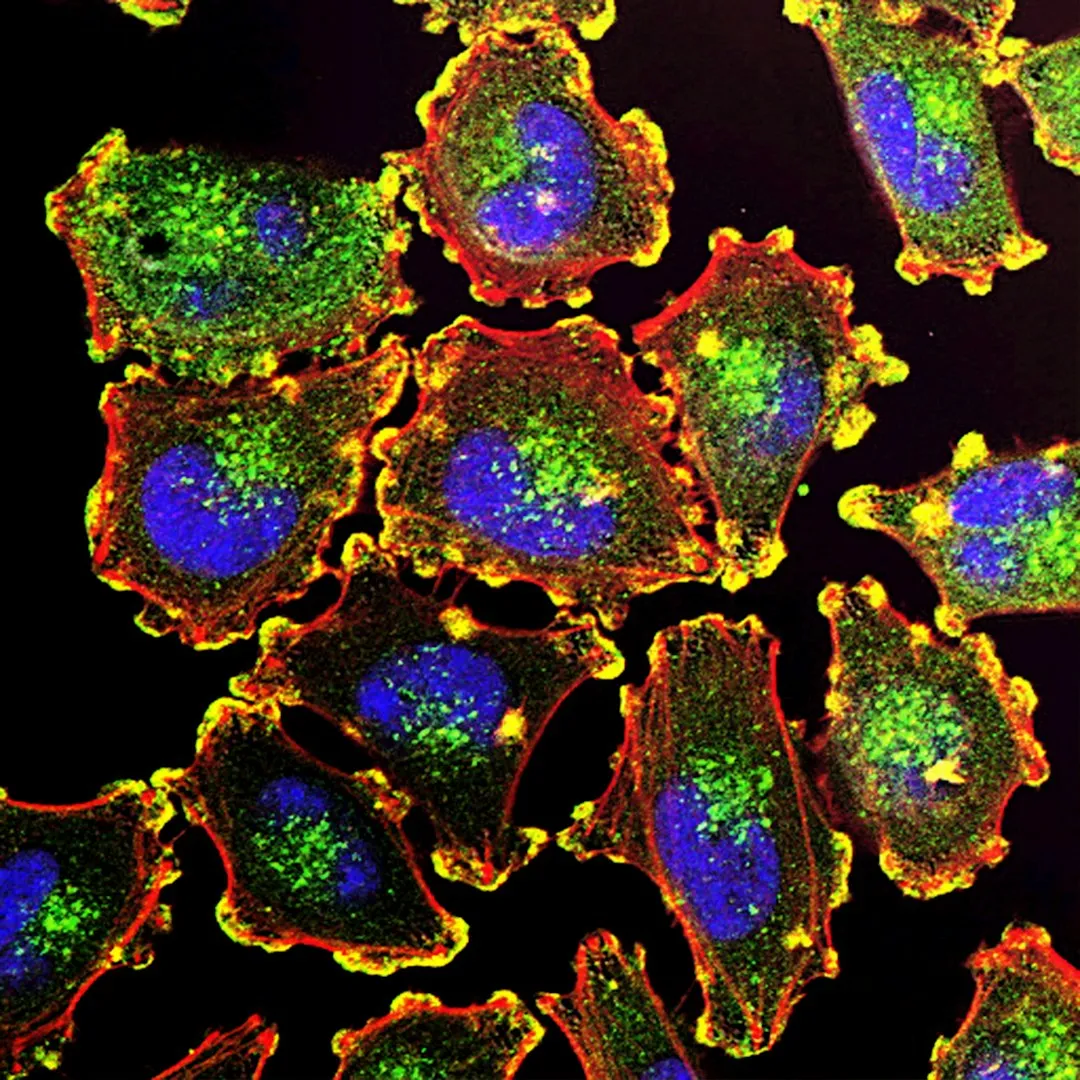 NAD+: The Cellular Energy Molecule No One Tests For (Image Credits: Unsplash)