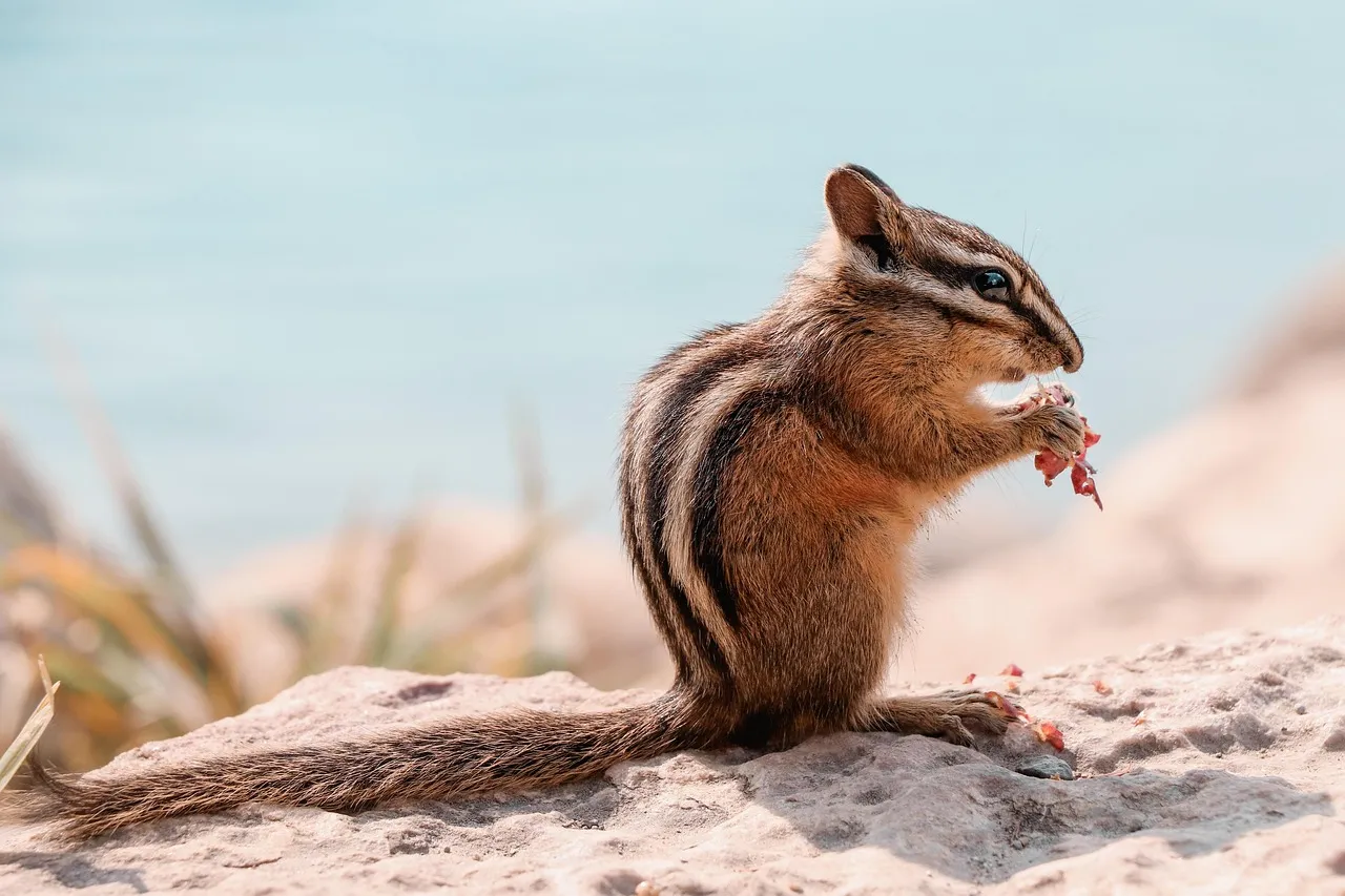 Chipmunks: The Cleanest Diggers in the Yard (Image Credits: Pixabay)