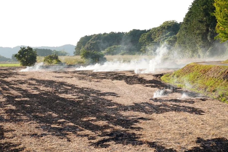 How to Spot Root Burn Before It Becomes Root Death (Image Credits: Pexels)