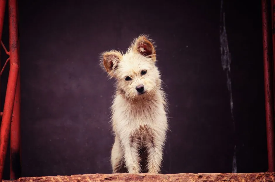 It Starts With Sound: Dogs Are Fine-Tuning Their Hearing (Image Credits: Pexels)