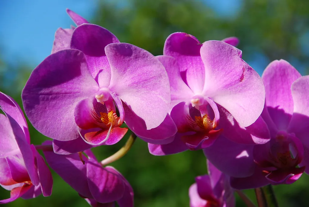 The Orchid Enthusiast: Sophisticated and Detail-Oriented (ankakay, Flickr, CC BY 2.0)