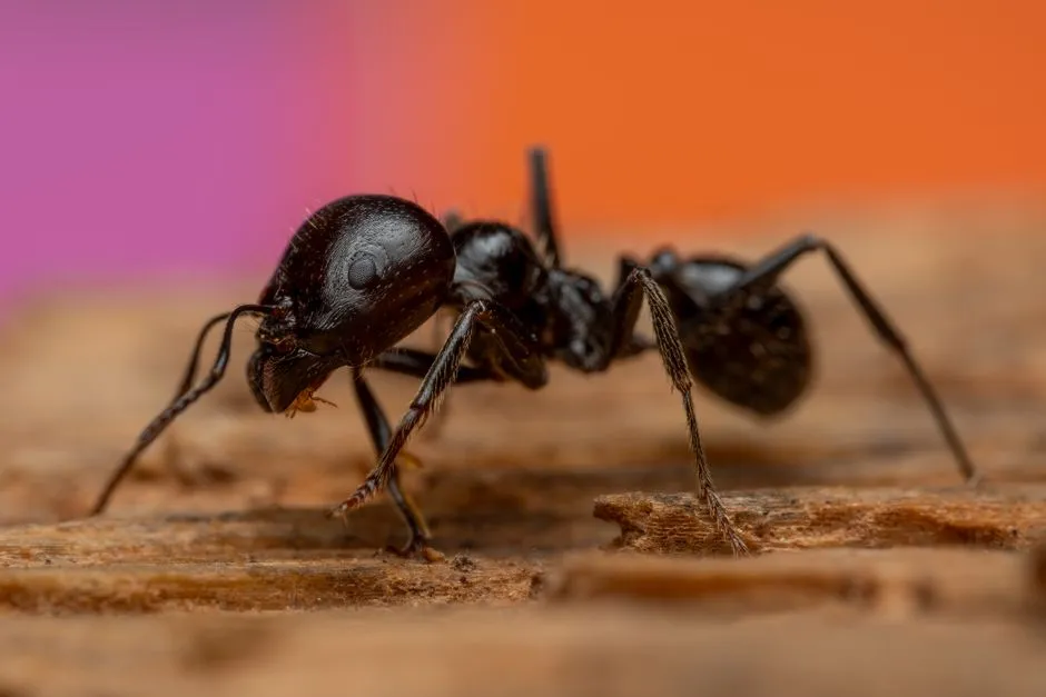 Why Pheromone Strength Signals Distance from the Nest (Image Credits: Pexels)
