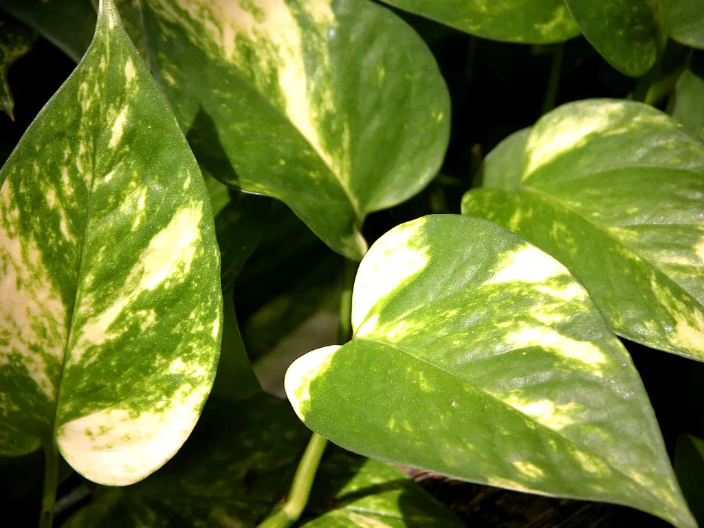 Indoor Environments Can't Replicate the Tropics (Carl E Lewis, Flickr, CC BY 2.0)