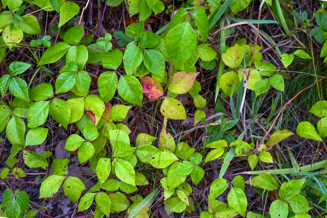 Why These Plants Fool People So Effectively (Image Credits: Unsplash)