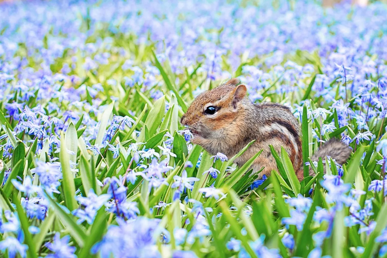 A Small Animal Running a Very Precise Calculation (Image Credits: Pixabay)