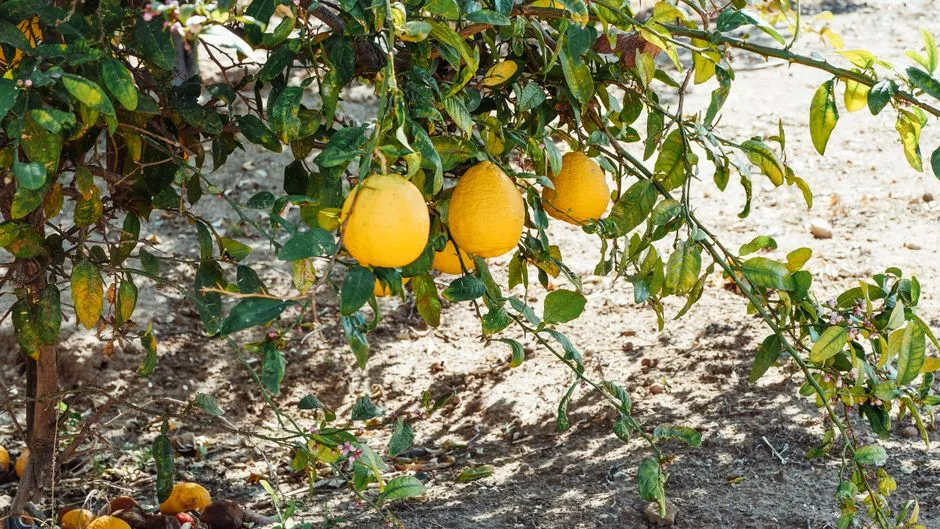 Tree 3: Dwarf Meyer Lemon (Citrus × meyeri) (Image Credits: Pexels)