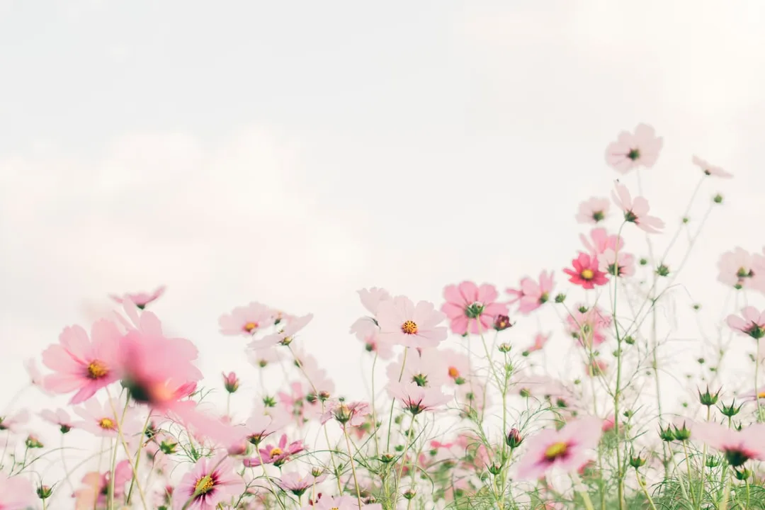 Cosmos: A Cheerful Annual with Serious Pest Control Credentials (Image Credits: Unsplash)