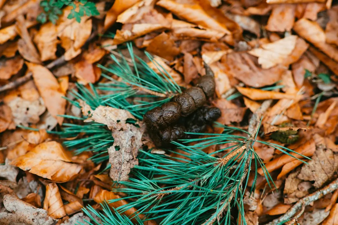 10. Stool Content Beyond the Obvious (Image Credits: Unsplash)