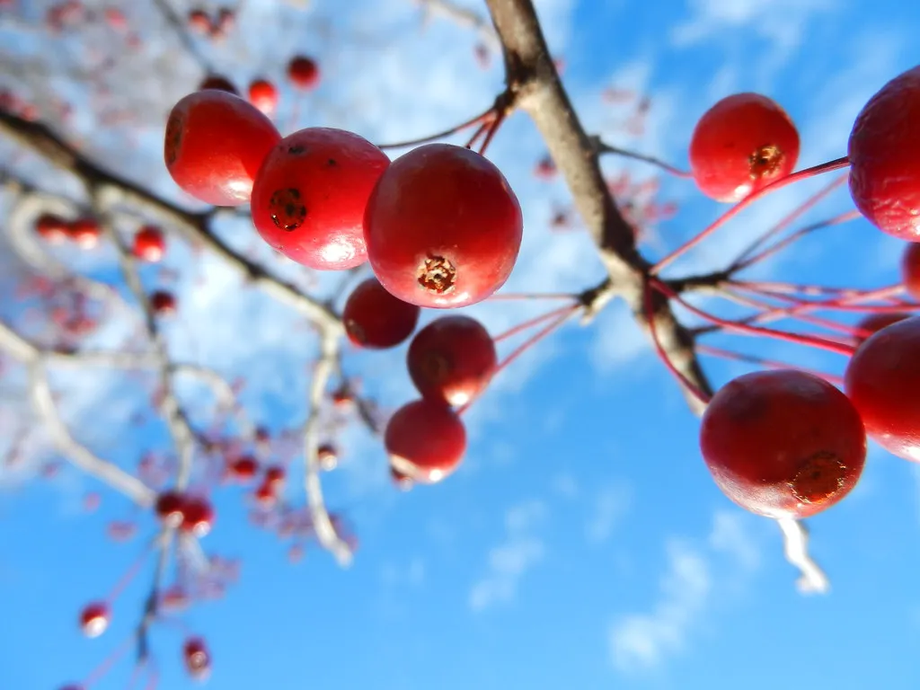 8. American Crabapple (Malus coronaria) (lakelou, Flickr, CC BY 2.0)