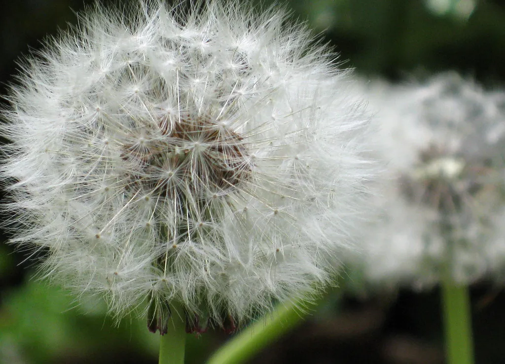 The Bigger Rethink Happening in Gardens Right Now (parker yo!, Flickr, CC BY-SA 2.0)