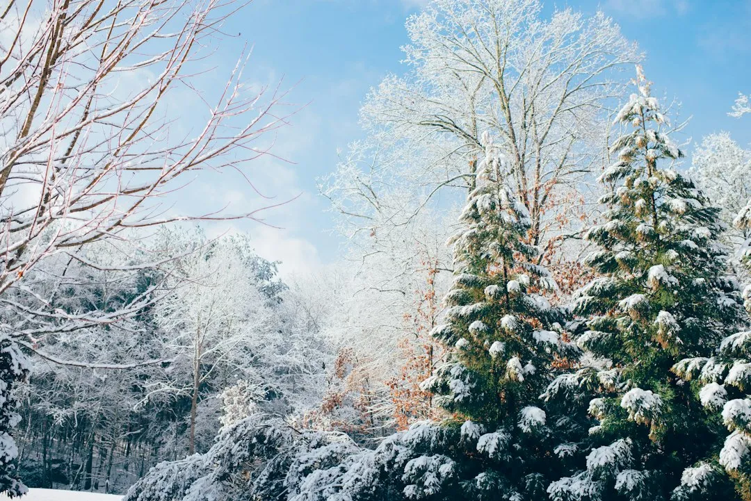 The Hardiness Range: Where Hostas Can Survive Winter (Image Credits: Unsplash)