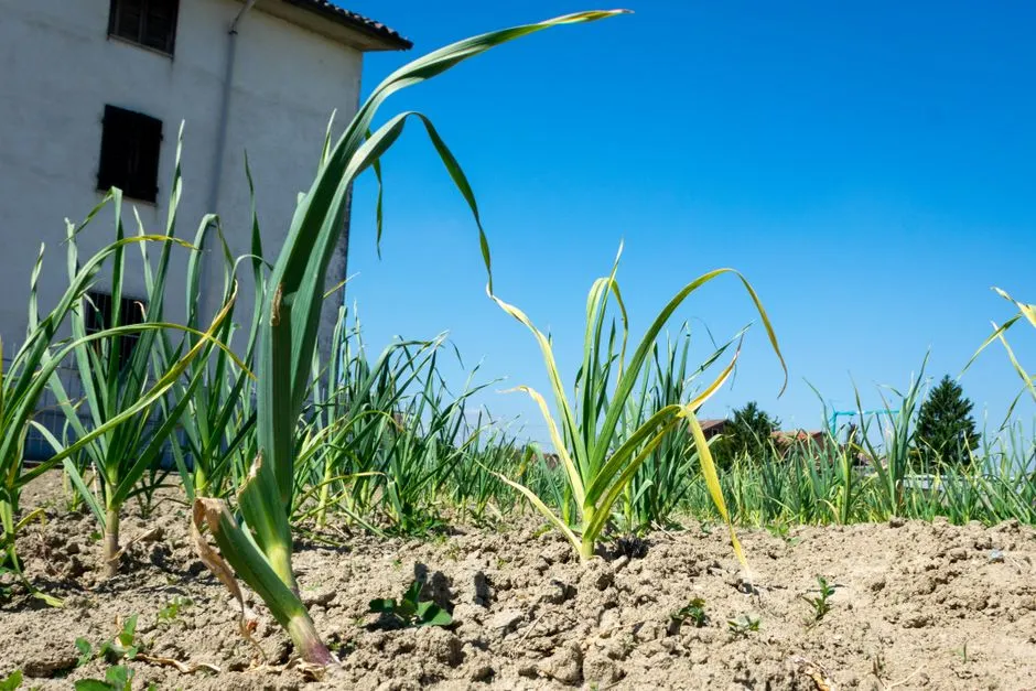 The Role of Leaf Development in Final Bulb Size (Image Credits: Pexels)