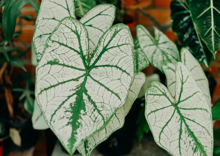 Dust on Leaves Quietly Blocks Light Absorption (Image Credits: Pexels)