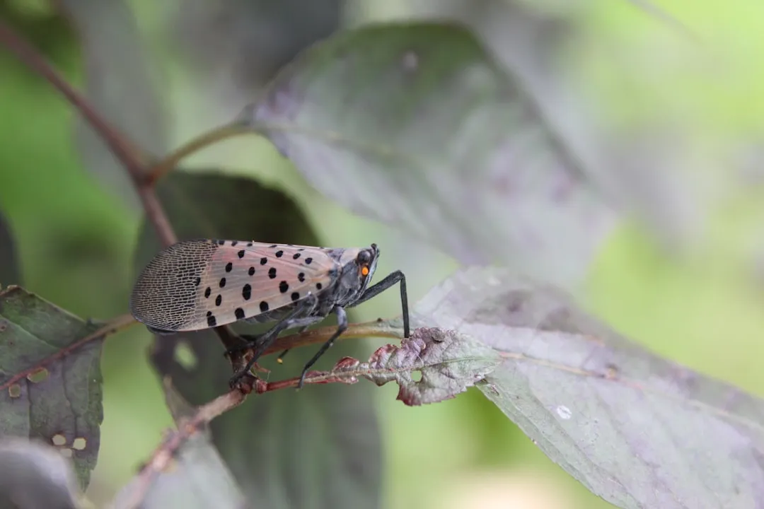 Invasive Species Are Finding a More Welcoming Environment (Image Credits: Unsplash)