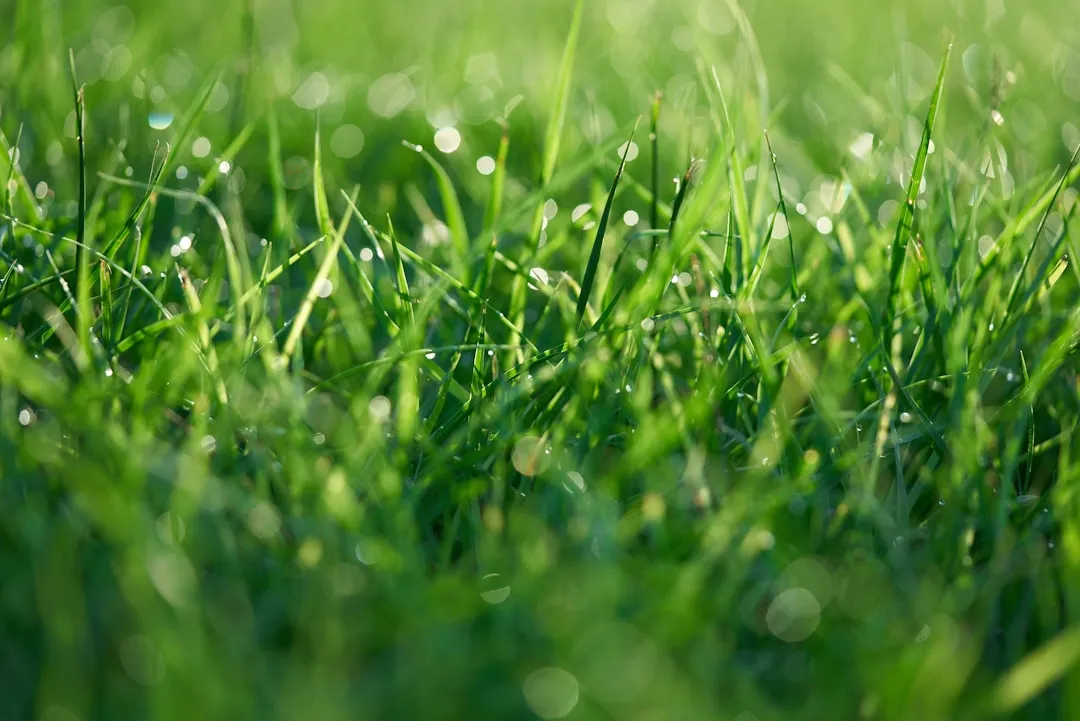 The Lawn Ideal Is Fading, and That's Probably Fine (Image Credits: Unsplash)