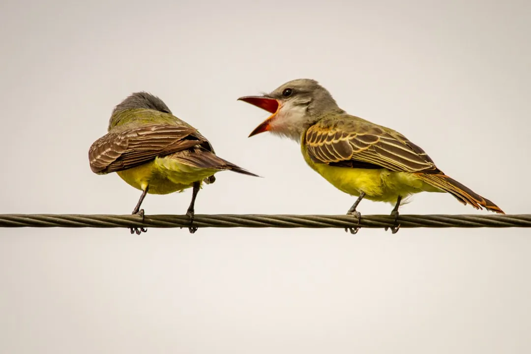 The Chick-a-Dee-Dee-Dee Call and What the "Dee" Count Means (Image Credits: Unsplash)